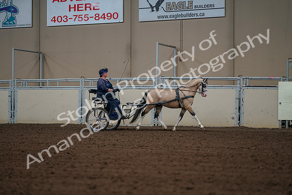 2019 Morgan Horse Show - Aug 30, 2019 - 13445