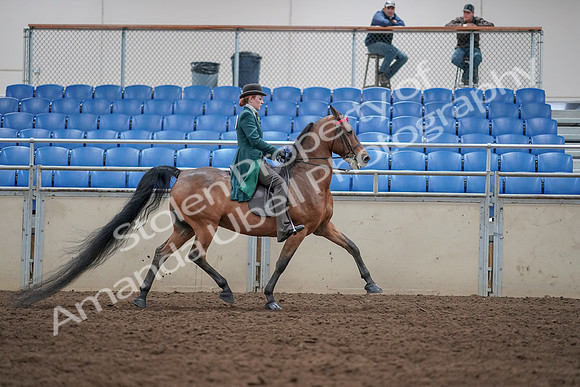 2019 Morgan Horse Show - Sept 01, 2019 - 13365