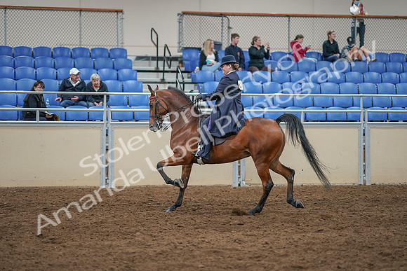 2020 - AB Morgan Horse - Sat, Sept 05 - 09708