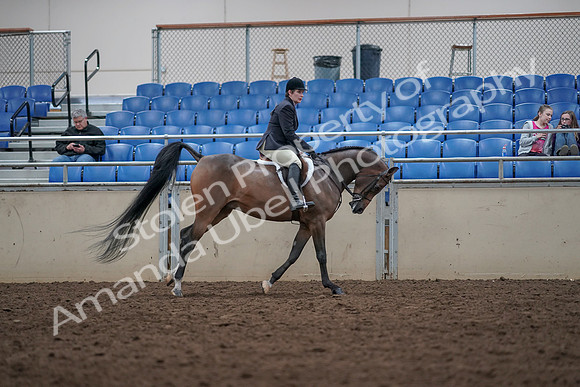 2019 Morgan Horse Show - Aug 31, 2019 - 16132