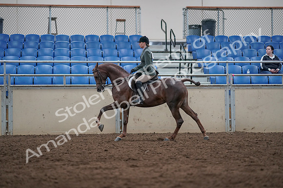 2019 Morgan Horse Show - Sept 01, 2019 - 08696