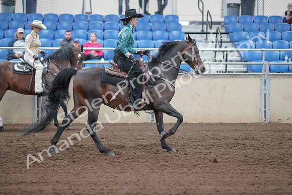 2019 Morgan Horse Show - Sept 01, 2019 - 07030