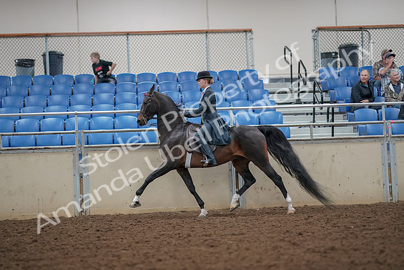 2019 Morgan Horse Show - Aug 30, 2019 - 25109