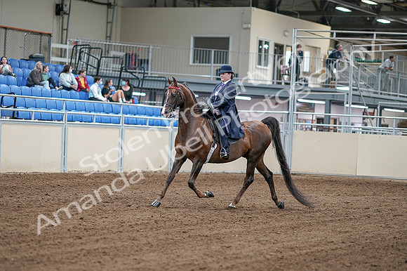 2020 - AB Morgan Horse - Fri, Sept 04 - 07879