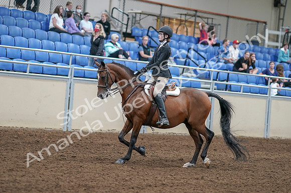 2020 - AB Morgan Horse - Fri, Sept 04 - 05865