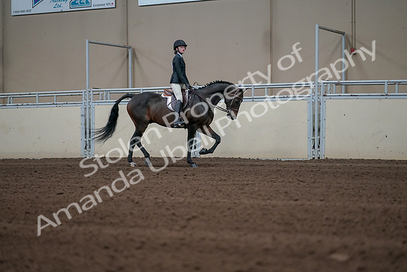 2019 Morgan Horse Show - Sept 01, 2019 - 03844