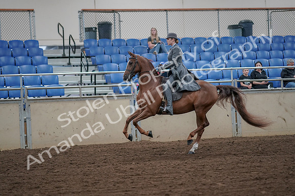 2019 Morgan Horse Show - Aug 30, 2019 - 15566