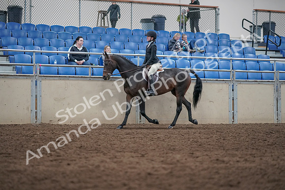 2019 Morgan Horse Show - Sept 01, 2019 - 09021