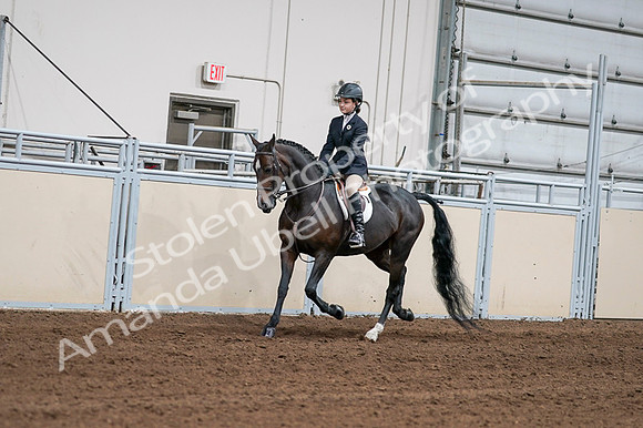 2020 - AB Morgan Horse - Fri, Sept 04 - 02005