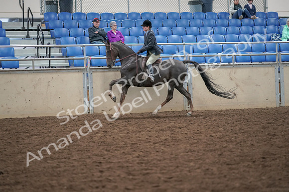 2019 Morgan Horse Show - Aug 30, 2019 - 20488