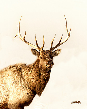 NA Wild Animals - 011