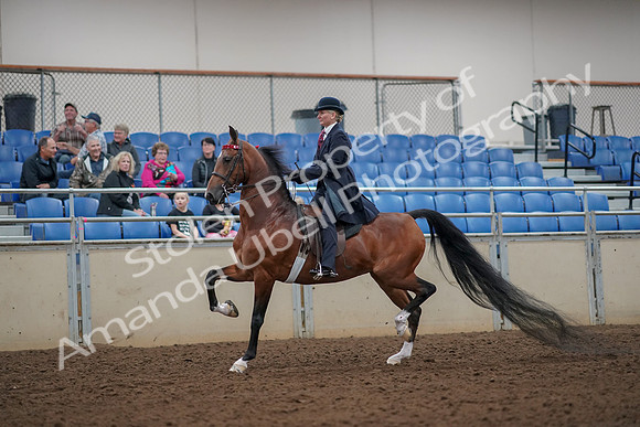 2019 Morgan Horse Show - Aug 30, 2019 - 25026