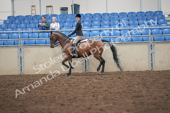 2019 Morgan Horse Show - Aug 30, 2019 - 20171