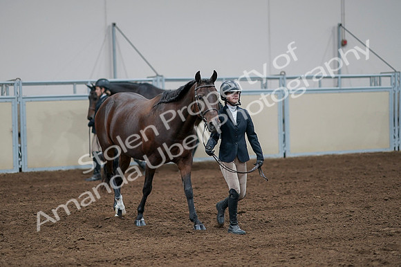 2020 - AB Morgan Horse - Fri, Sept 04 - 00790