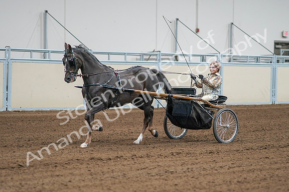 2020 - AB Morgan Horse - Sat, Sept 05 - 05992
