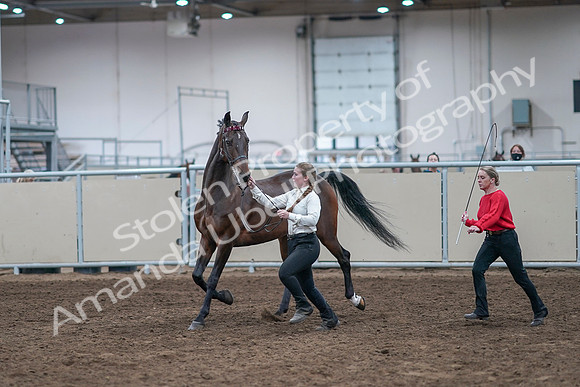 2020 - AB Morgan Horse - Sat, Sept 05 - 00738
