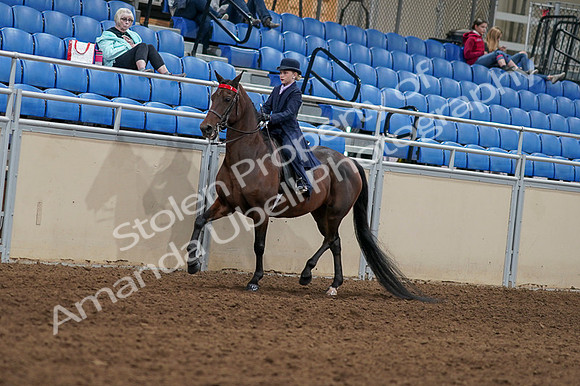 2020 - AB Morgan Horse - Fri, Sept 04 - 03624