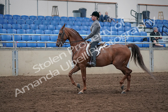 2019 Morgan Horse Show - Sept 01, 2019 - 12164