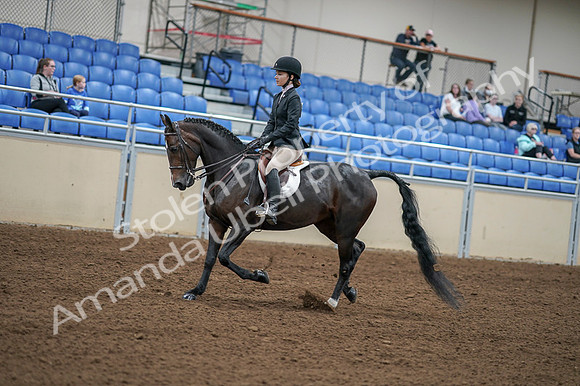 2020 - AB Morgan Horse - Fri, Sept 04 - 05818
