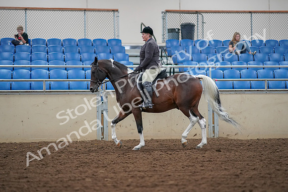 2019 Morgan Horse Show - Aug 30, 2019 - 16221