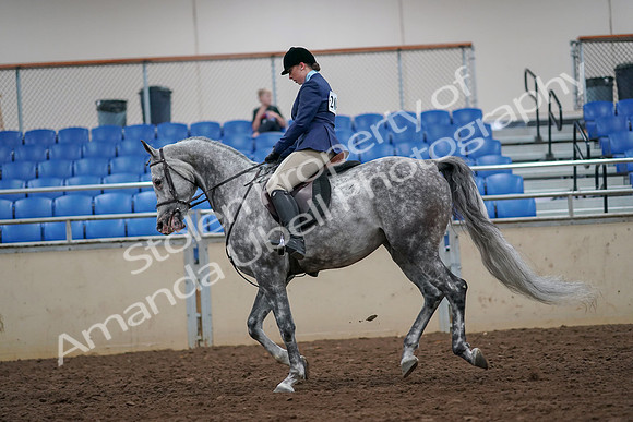 2019 Morgan Horse Show - Aug 30, 2019 - 16379