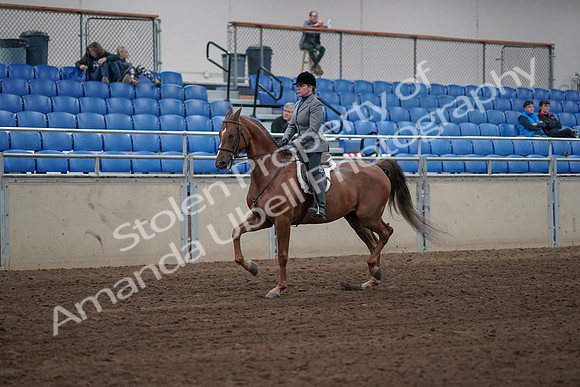 2019 Morgan Horse Show - Sept 01, 2019 - 12294