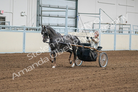 2020 - AB Morgan Horse - Sat, Sept 05 - 05978