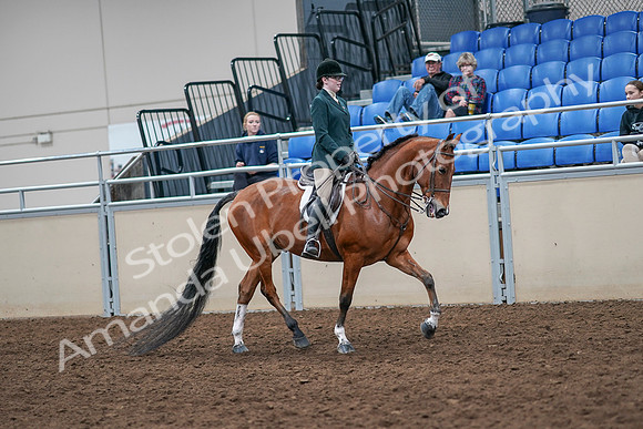 2020 - AB Morgan Horse - Sat, Sept 05 - 05097