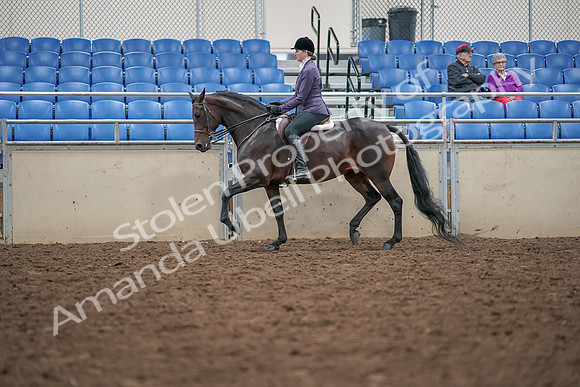2019 Morgan Horse Show - Aug 30, 2019 - 20326
