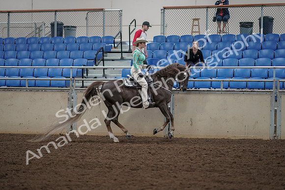 2019 Morgan Horse Show - Aug 30, 2019 - 26162