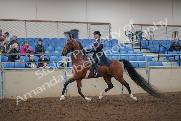 2019 Morgan Horse Show - Aug 30, 2019 - 25023
