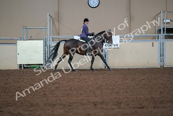 2019 Morgan Horse Show - Aug 30, 2019 - 20958