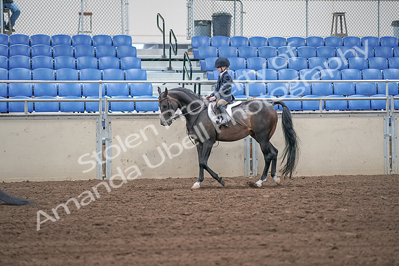 2019 Morgan Horse Show - Sept 01, 2019 - 05500