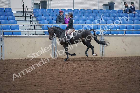 2019 Morgan Horse Show - Aug 30, 2019 - 20636