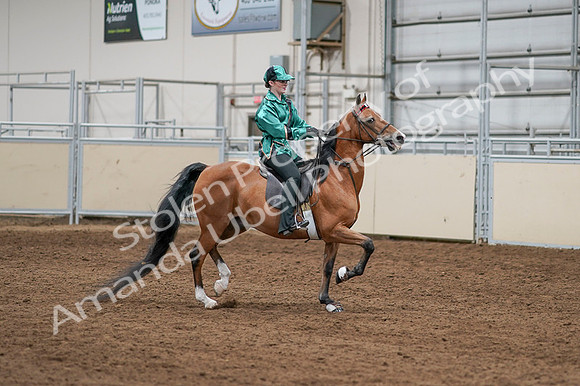 2020 - AB Morgan Horse - Fri, Sept 04 - 08683