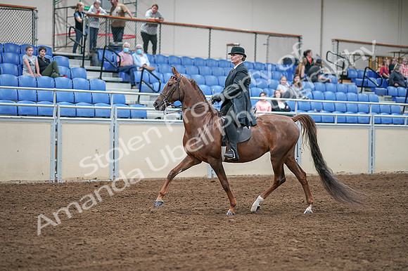 2020 - AB Morgan Horse - Fri, Sept 04 - 07929