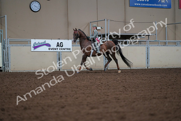 2019 Morgan Horse Show - Aug 30, 2019 - 18210