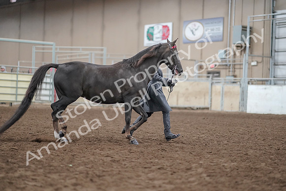 2019 Morgan Horse Show - Aug 31, 2019 - 01882