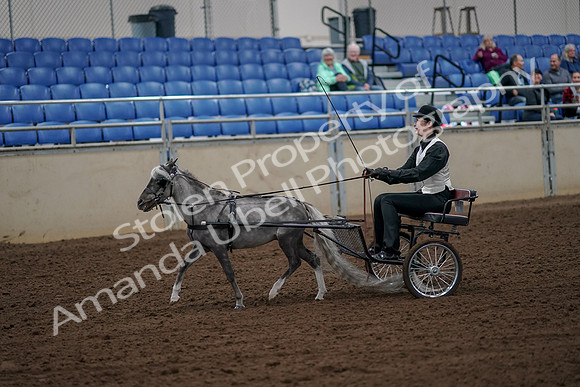 2019 Morgan Horse Show - Aug 30, 2019 - 13131