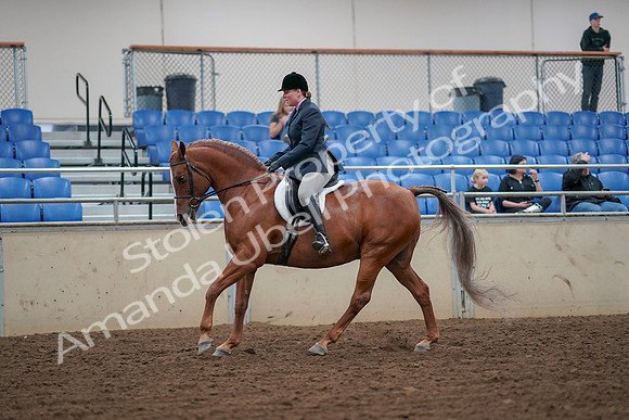 2019 Morgan Horse Show - Aug 30, 2019 - 16305