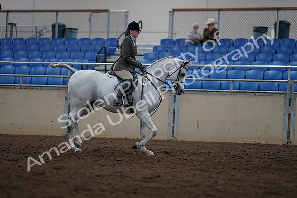 2019 Morgan Horse Show - Sept 01, 2019 - 08876