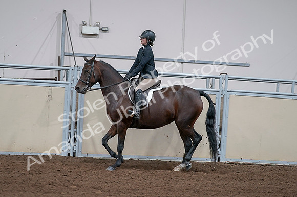 2020 - AB Morgan Horse - Fri, Sept 04 - 05959