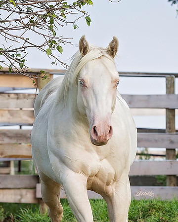 other breeds - 052