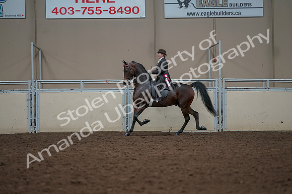 2019 Morgan Horse Show - Aug 30, 2019 - 28333