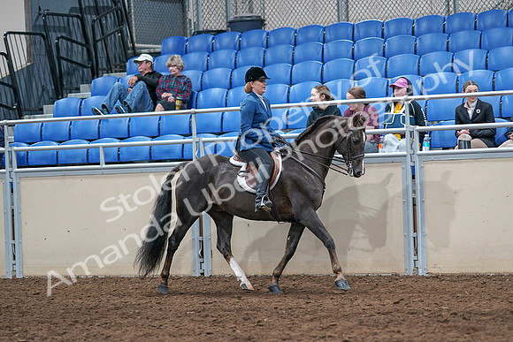 2020 - AB Morgan Horse - Sat, Sept 05 - 05087