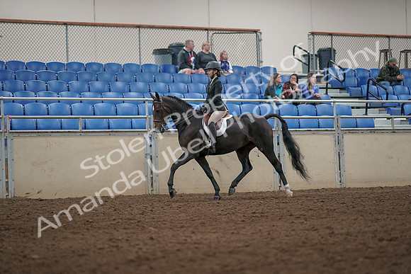 2019 Morgan Horse Show - Aug 31, 2019 - 04943