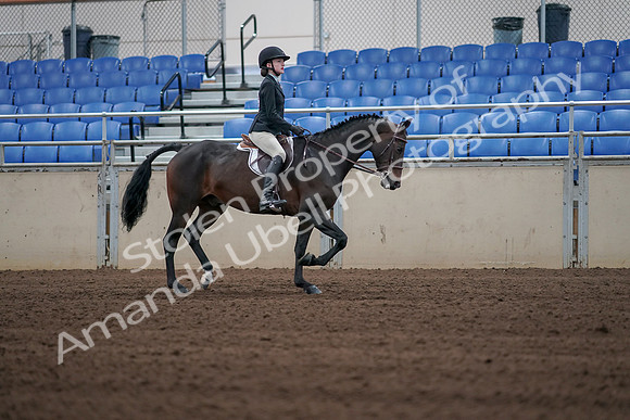 2019 Morgan Horse Show - Sept 01, 2019 - 03935