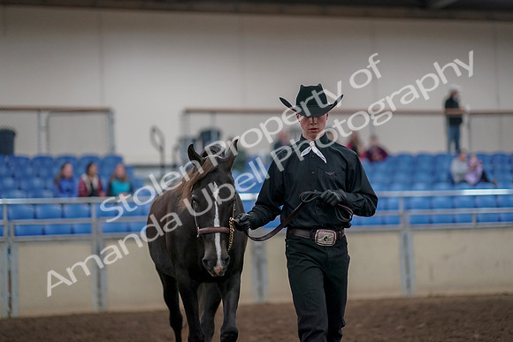 2019 Morgan Horse Show - Aug 31, 2019 - 02070