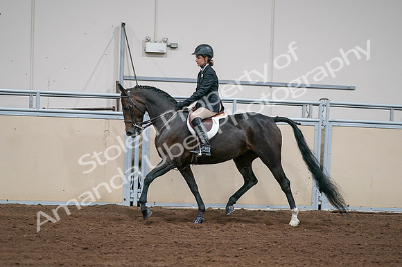 2020 - AB Morgan Horse - Fri, Sept 04 - 02032