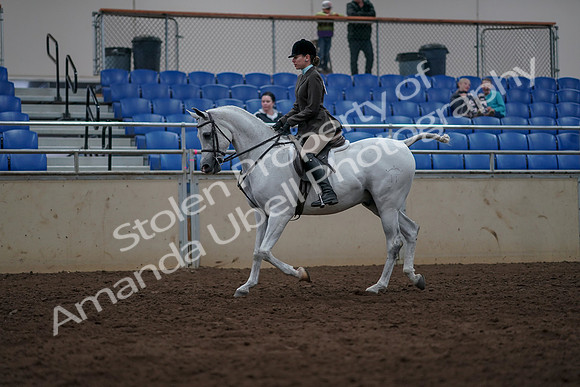 2019 Morgan Horse Show - Sept 01, 2019 - 08564